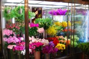 「ディーブリューテ」　（群馬県前橋市）の花屋店舗写真4